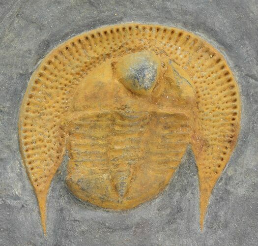 Orange Declivolithus Trilobite - Mecissi, Morocco #45066